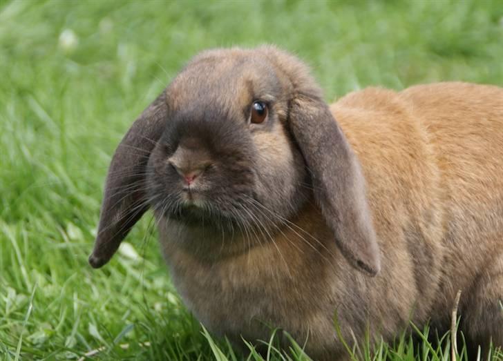 Kanin - Dværgvædder XaToos Lyra af Hønsehuset billede 14