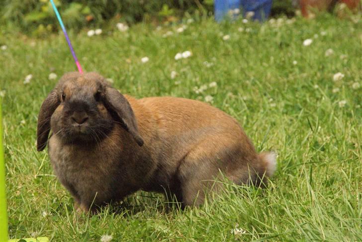 Kanin - Dværgvædder XaToos Lyra af Hønsehuset billede 15