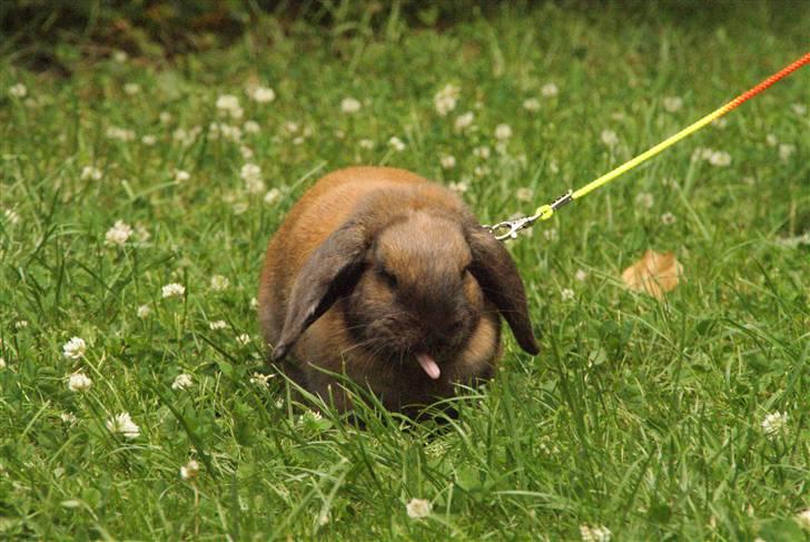Kanin - Dværgvædder XaToos Lyra af Hønsehuset billede 17