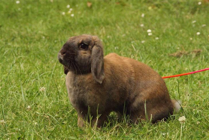 Kanin - Dværgvædder XaToos Lyra af Hønsehuset billede 18