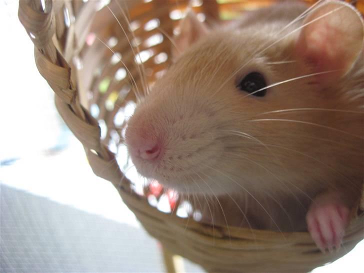 Tamrotte Sesam - Velkommen til Sesam´s profil! - Sesam sidder i en lille fletfurv :D <3 billede 1