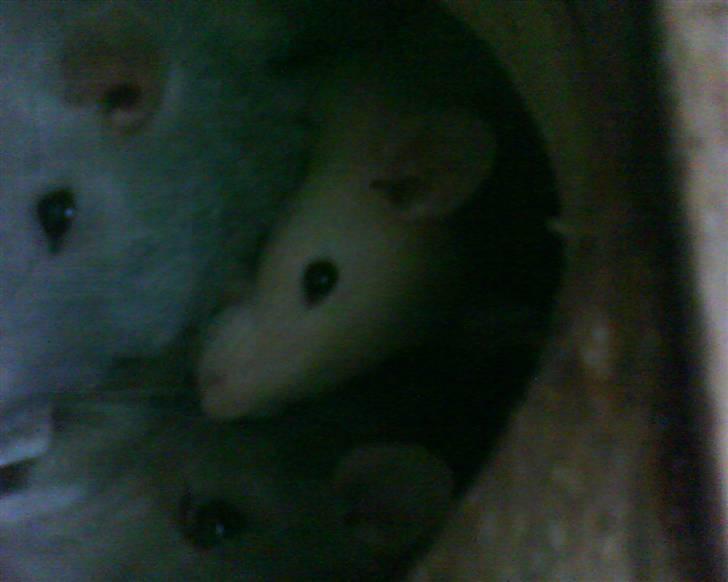 Tamrotte Sesam - Mango, Lajka & Sesam <3 billede 2