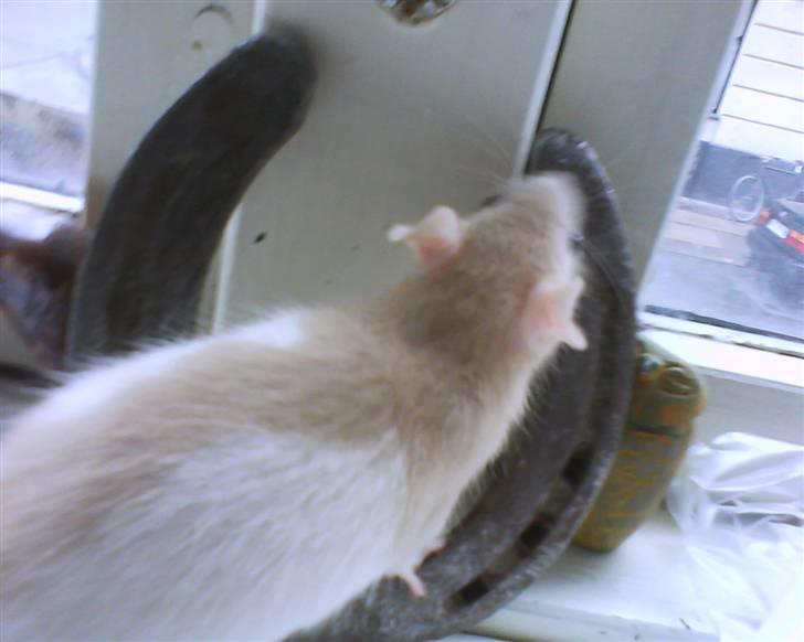 Tamrotte Sesam - Sesam & en hestesko ;D  billede 3