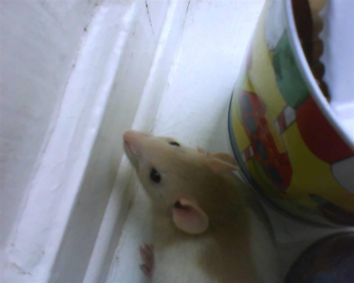 Tamrotte Sesam billede 4