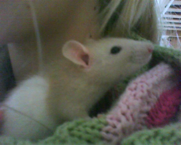 Tamrotte Sesam - :]  billede 6