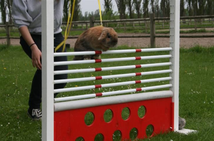 Kanin Tom K. - Tom springer 60 cm. billede 10