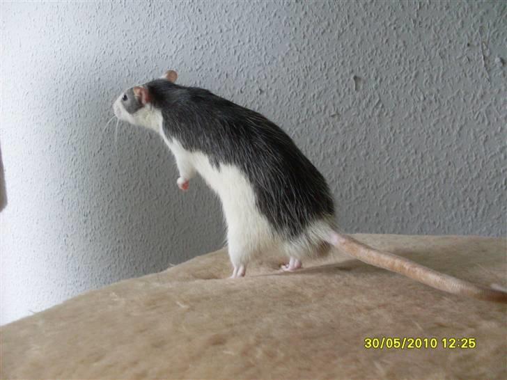 Tamrotte Ludvig *R.I.P.* billede 6