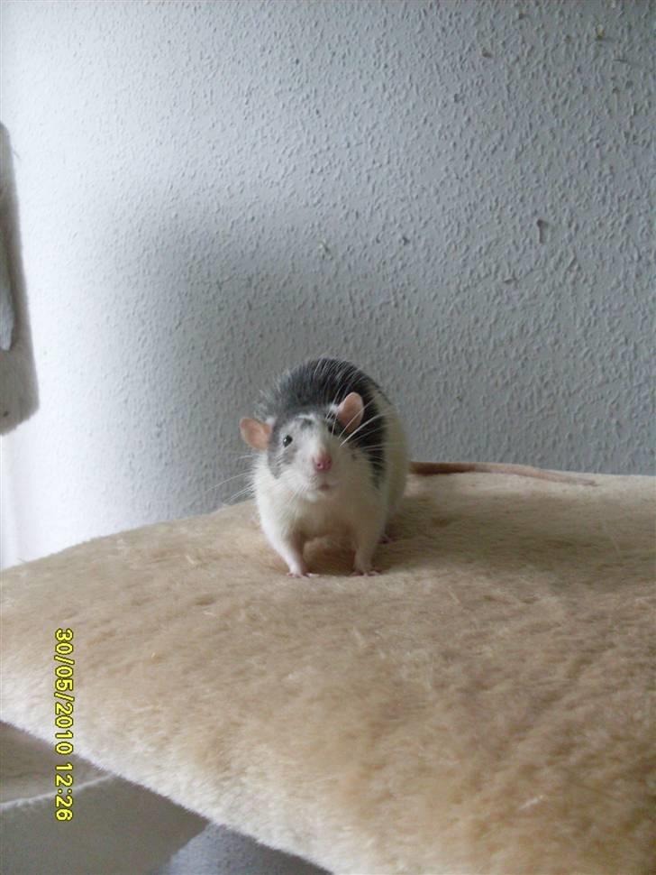 Tamrotte Ludvig *R.I.P.* billede 7