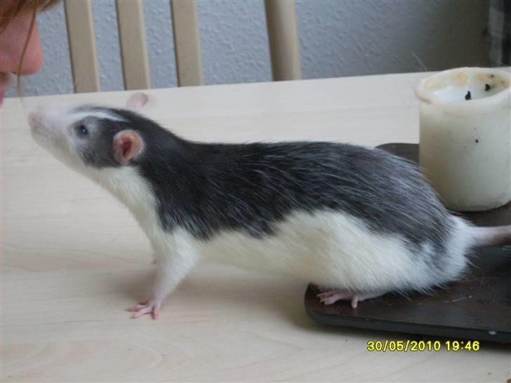 Tamrotte Ludvig *R.I.P.* billede 8