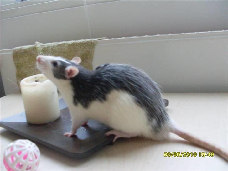 Tamrotte Ludvig *R.I.P.* billede 9