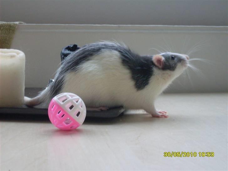 Tamrotte Ludvig *R.I.P.* billede 10