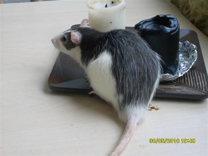 Tamrotte Ludvig *R.I.P.* billede 11