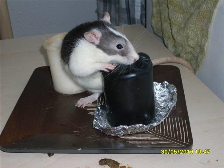 Tamrotte Ludvig *R.I.P.* billede 12