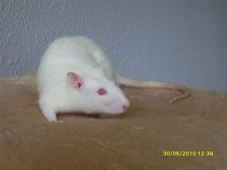 Tamrotte Draco *R.I.P.* billede 8