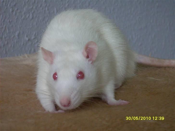 Tamrotte Draco *R.I.P.* billede 9