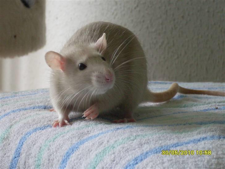 Tamrotte Dusty Tresure *R.I.P* billede 1