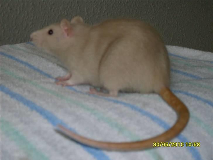 Tamrotte Dusty Tresure *R.I.P* billede 2