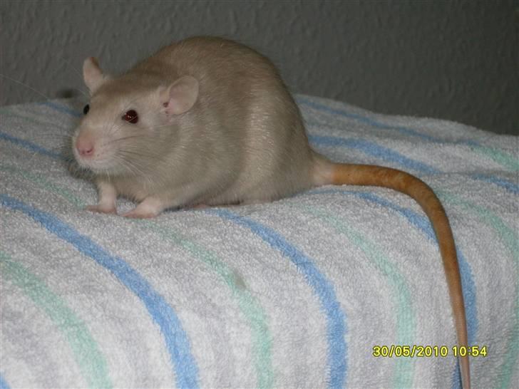 Tamrotte Dusty Tresure *R.I.P* billede 3