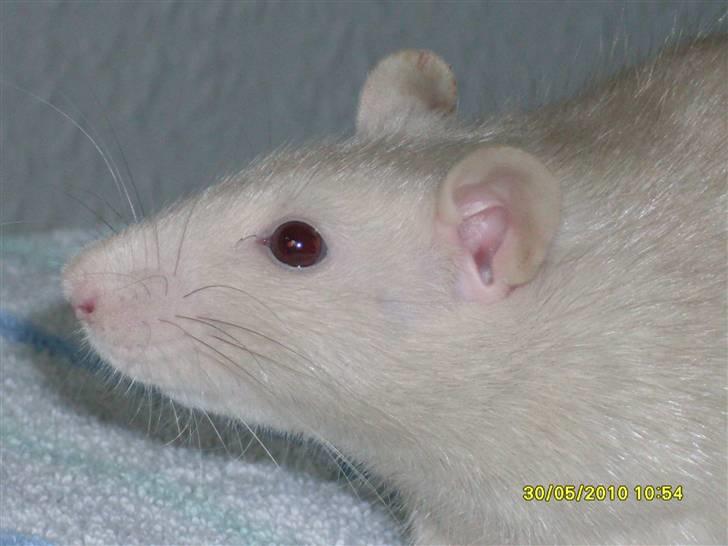 Tamrotte Dusty Tresure *R.I.P* billede 4