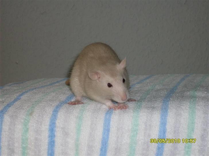 Tamrotte Dusty Tresure *R.I.P* billede 5