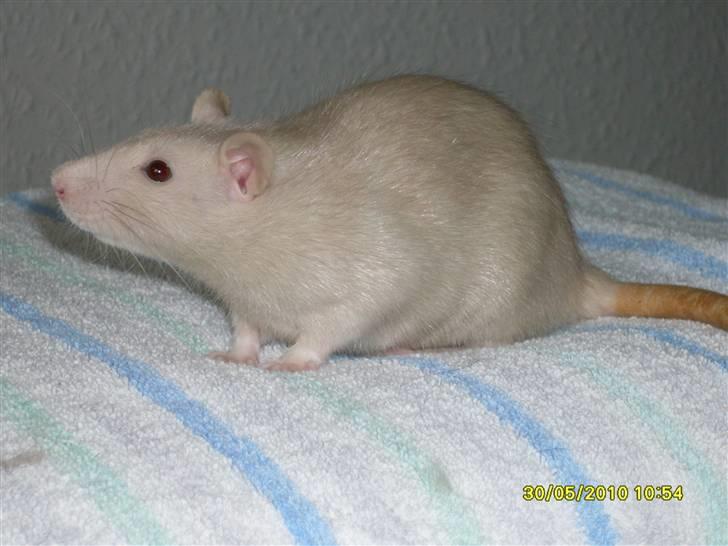 Tamrotte Dusty Tresure *R.I.P* billede 6