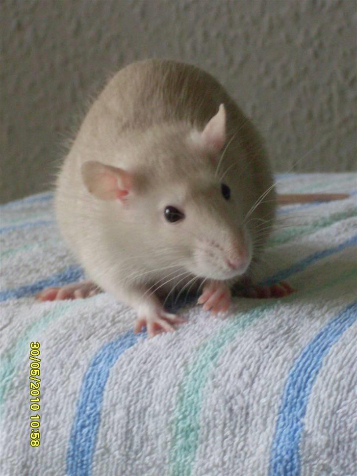 Tamrotte Dusty Tresure *R.I.P* billede 7