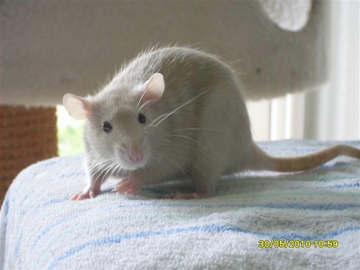 Tamrotte Dusty Tresure *R.I.P* billede 8