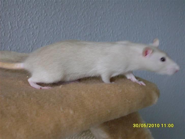 Tamrotte Dusty Tresure *R.I.P* billede 9