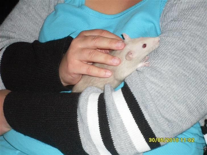 Tamrotte Dusty Tresure *R.I.P* billede 10