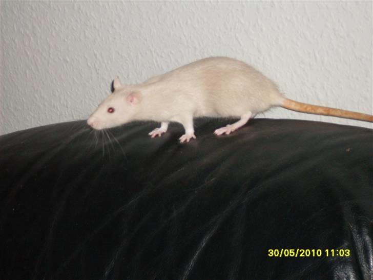 Tamrotte Dusty Tresure *R.I.P* billede 11