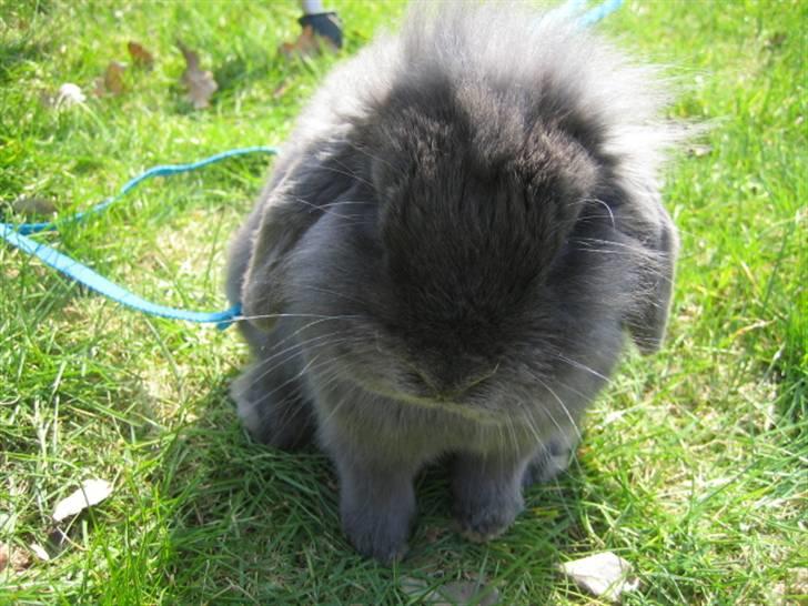 Kanin Blueberry billede 2