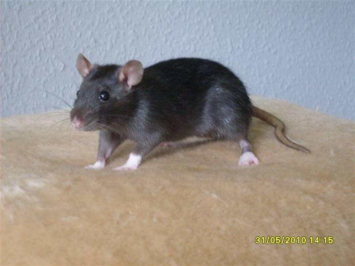 Tamrotte Piper *R.I.P* billede 1