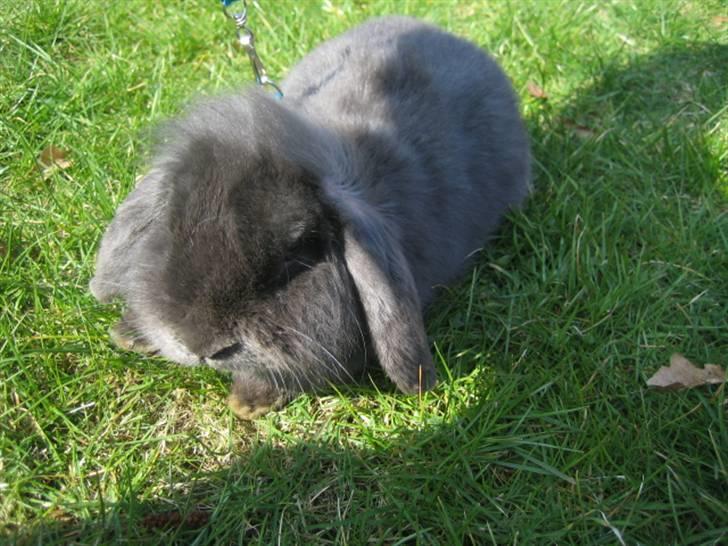 Kanin Blueberry billede 3