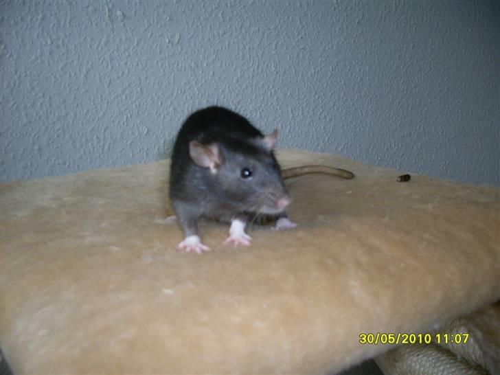 Tamrotte Piper *R.I.P* billede 2