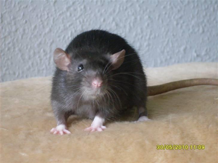 Tamrotte Piper *R.I.P* billede 3