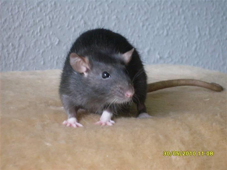 Tamrotte Piper *R.I.P* billede 4