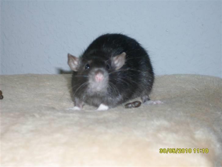 Tamrotte Piper *R.I.P* billede 5