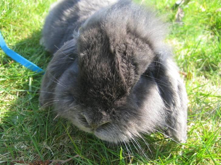 Kanin Blueberry billede 4