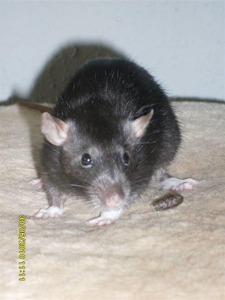 Tamrotte Piper *R.I.P* billede 6