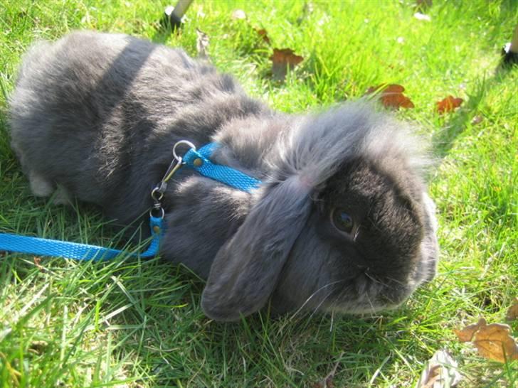 Kanin Blueberry billede 5