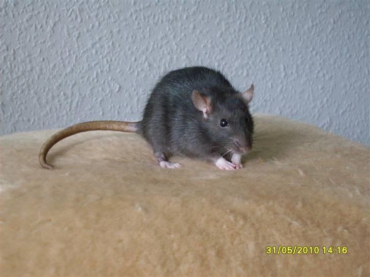 Tamrotte Piper *R.I.P* billede 7