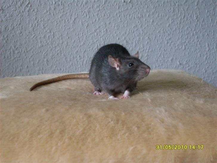 Tamrotte Piper *R.I.P* billede 8