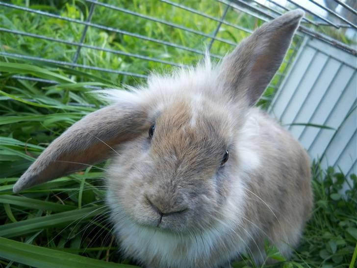 Kanin Snuske'Bassen'Toffiê~Væk - Snuske!<3 Foto//Mig den 29-Aug. billede 4