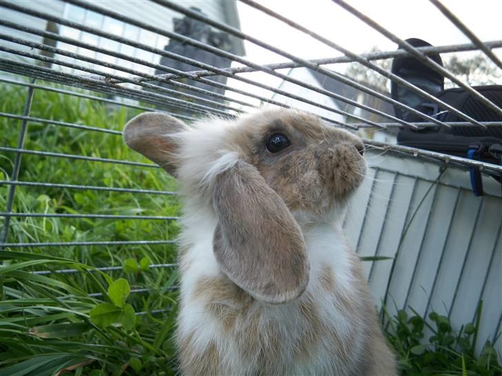 Kanin Snuske'Bassen'Toffiê~Væk - Snuske er lige ude og få noget græs<3 Foto//Mig den 29-Aug. billede 5