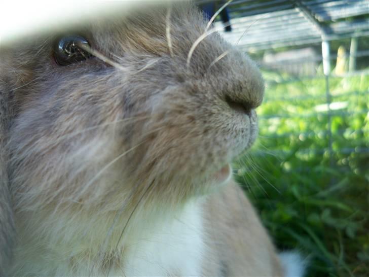 Kanin Snuske'Bassen'Toffiê~Væk - Der hjemme igen!<3 Foto//Mig. den 31-maj billede 7