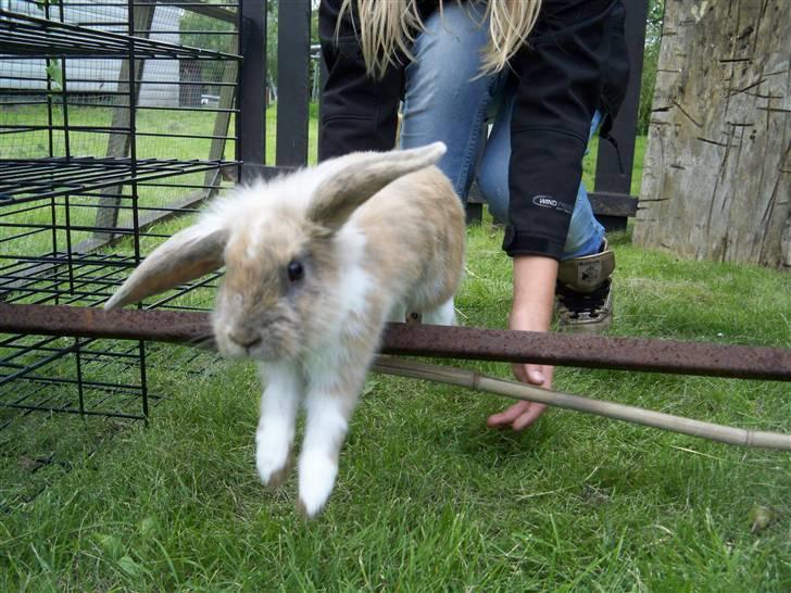 Kanin Snuske'Bassen'Toffiê~Væk - Der hjemme!<3 Foto//Mig. den 29-Aug. billede 8