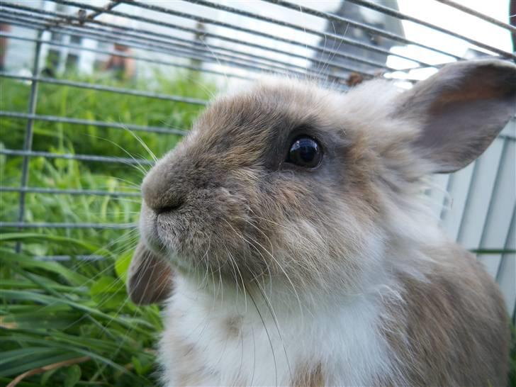 Kanin Snuske'Bassen'Toffiê~Væk - snuske!<3 foto//Mig den 29-Aug. billede 16