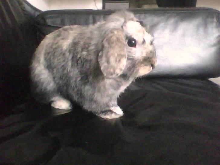 Kanin  Hvepsen † R.I.P † SAVNET billede 8