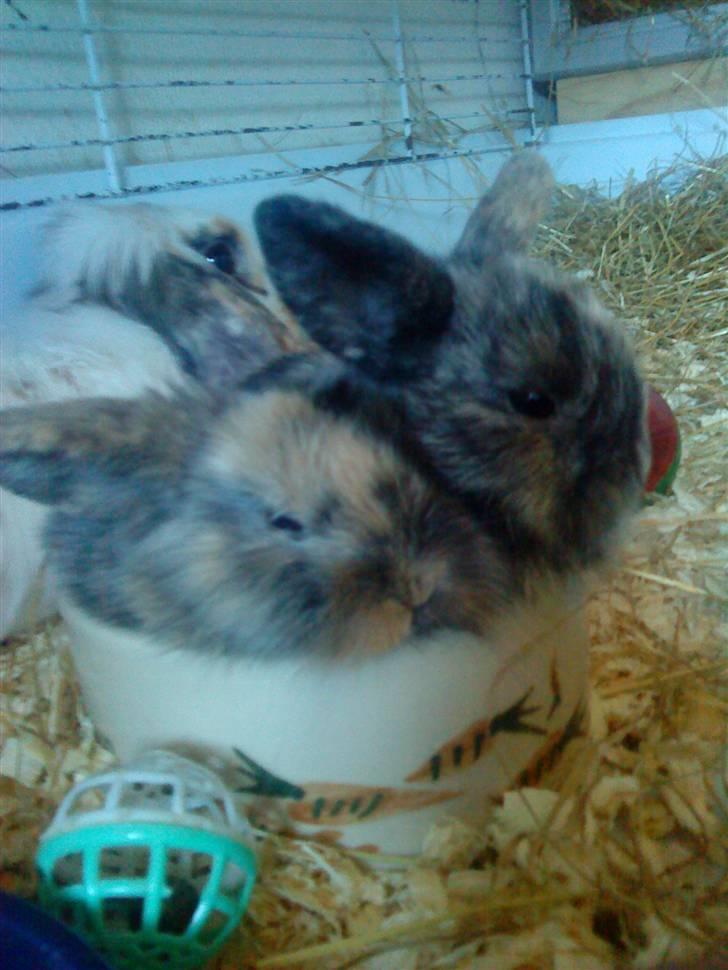 Kanin  Hvepsen † R.I.P † SAVNET billede 9