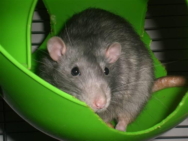 Tamrotte Charlie billede 1